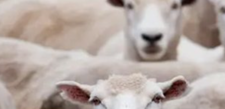 电子斗蛐蛐梗是什么意思