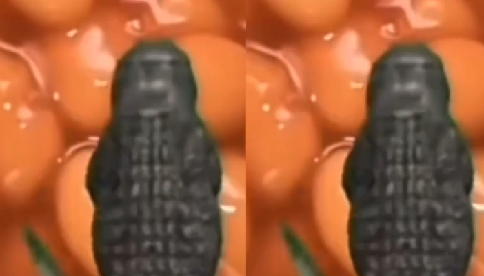 小鳄鱼祝你生日快乐是什么意思