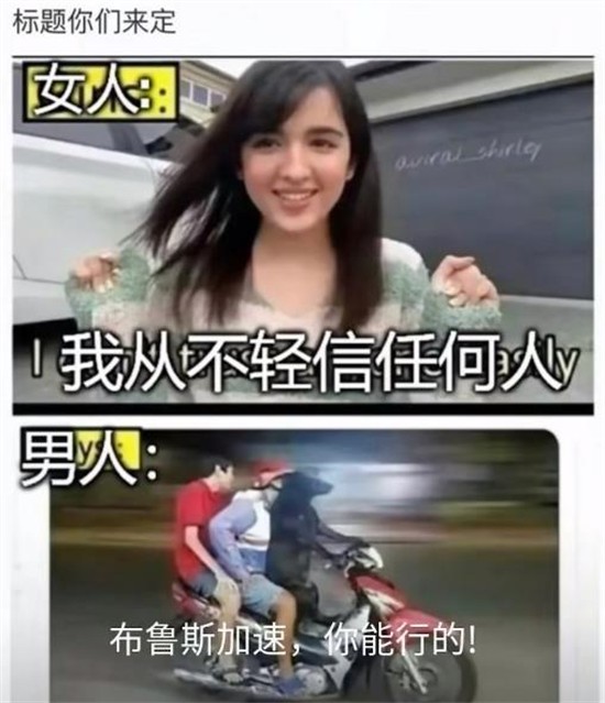 加油布鲁斯你可以的表情包汇总2023最新