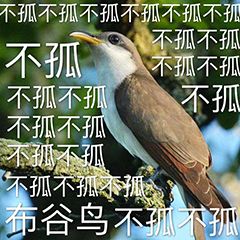 2023情人节不孤鸟表情包大全