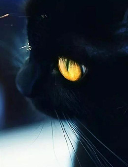 回到过去变成猫分集剧情