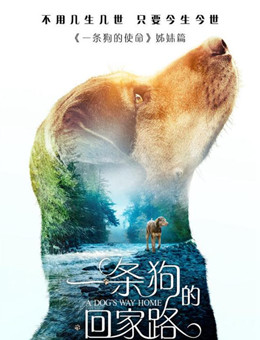 一条狗的回家路分集剧情