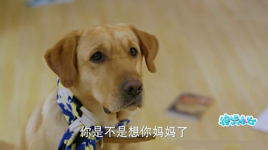 神犬小七剧照