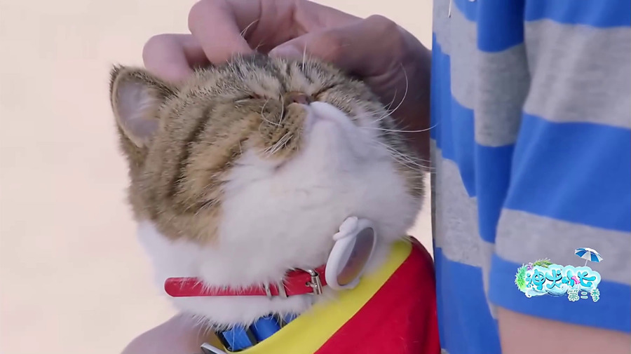 《神犬小七第二季》高清剧照