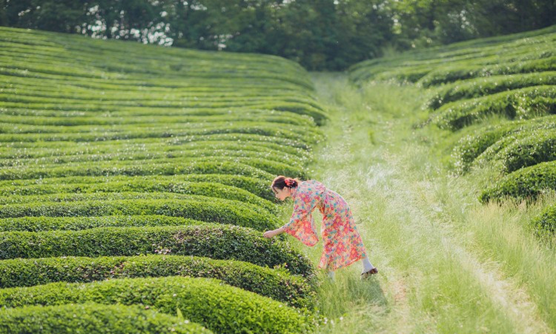 清纯娇嫩阳光茶园芬芳清纯和服美女写真