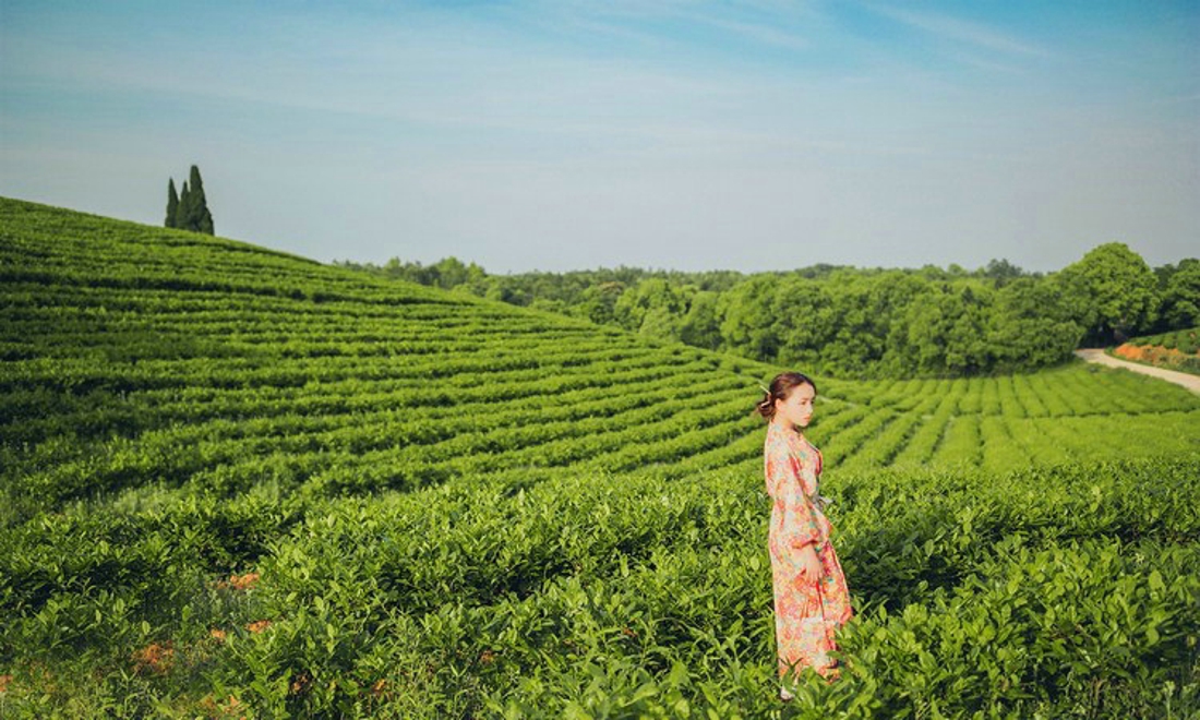 清纯娇嫩阳光茶园芬芳清纯和服美女写真