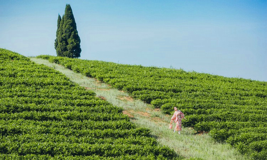 清纯娇嫩阳光茶园芬芳清纯和服美女写真