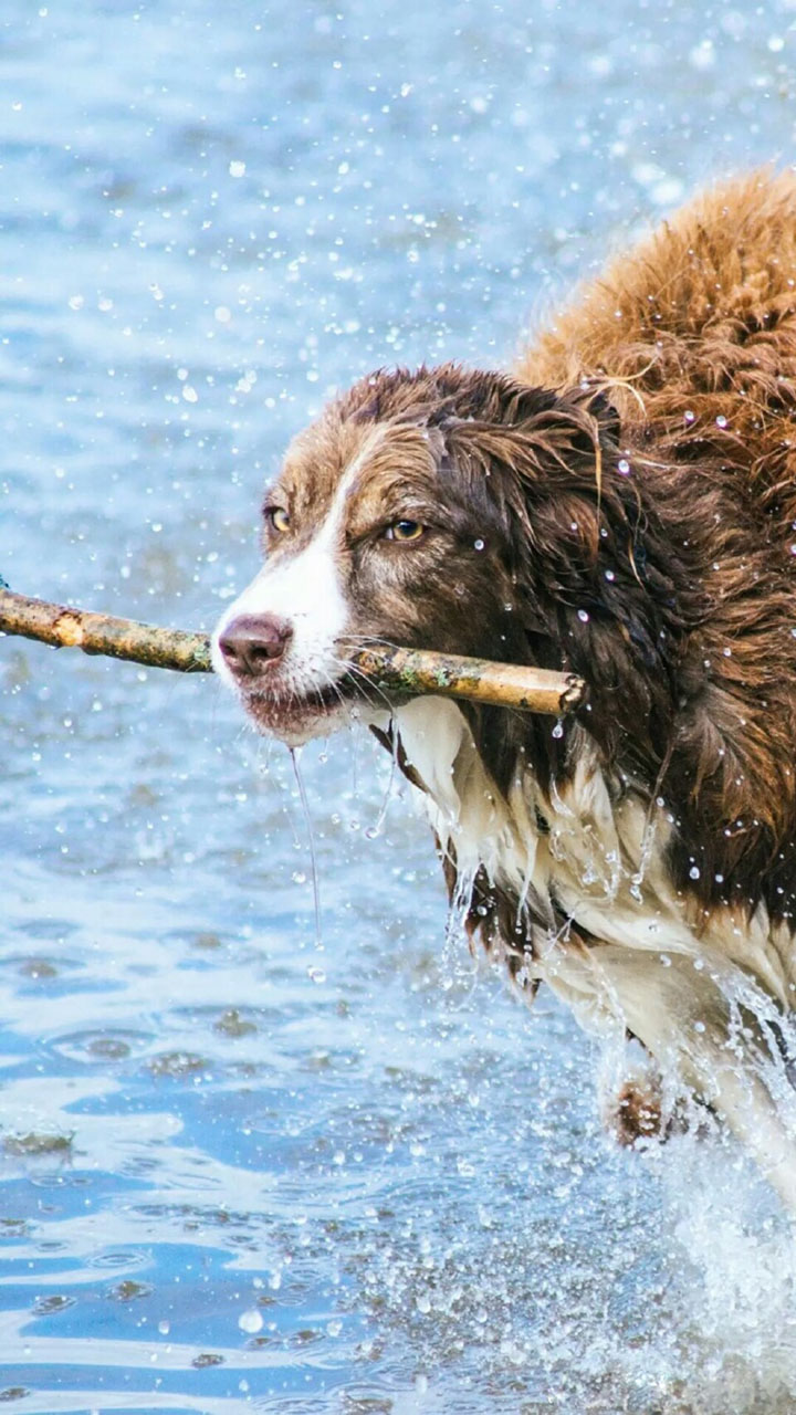 2018狗年精选可爱狗狗图片手机壁纸