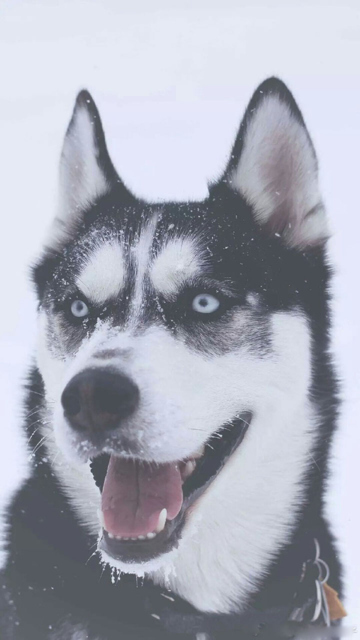 2018狗年精选可爱狗狗图片手机壁纸