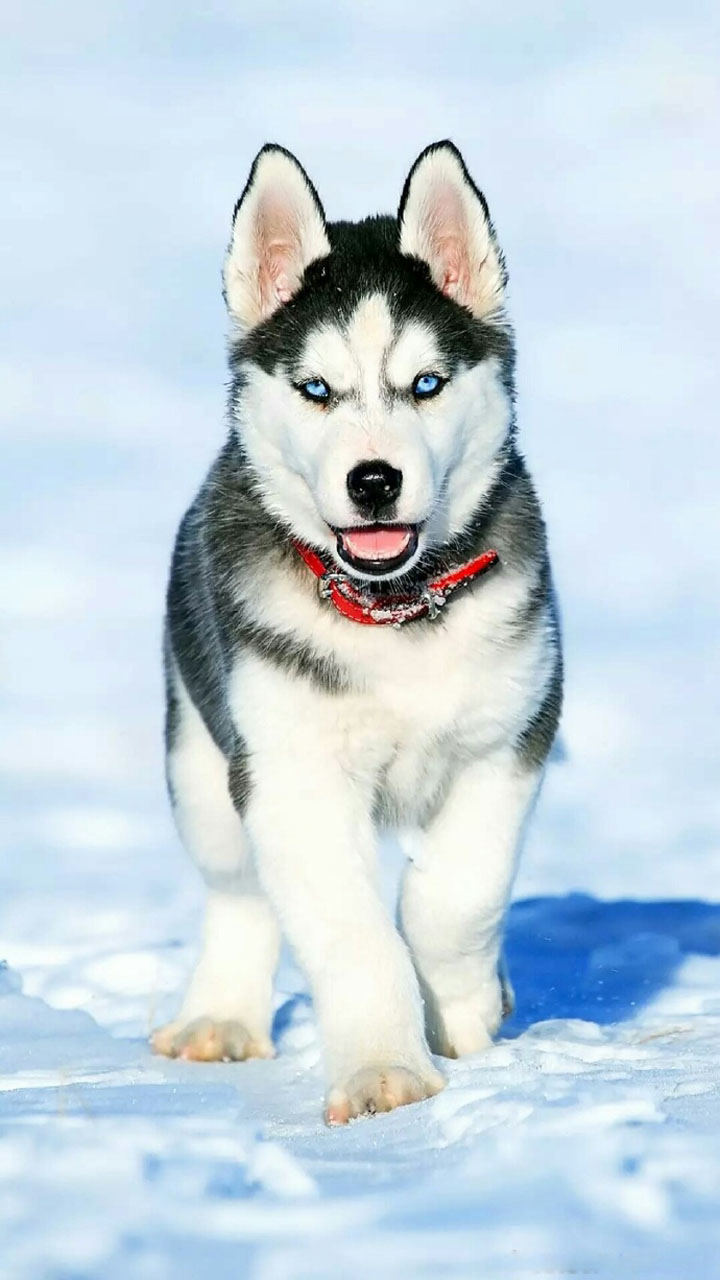 2018狗年精选可爱狗狗图片手机壁纸