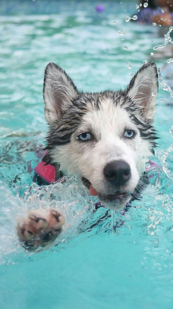 2018狗年精选可爱狗狗图片手机壁纸