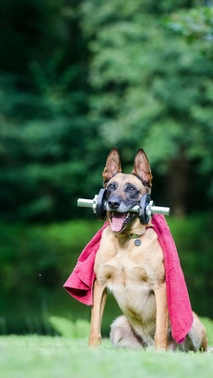 2018狗年精选可爱狗狗图片手机壁纸